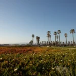 A First Look at The Fire Garden: Oxnard's Premier Cannabis Dispensary