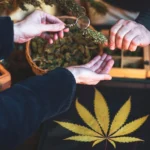 Cannabis Delivery in Ventura: What You Need to Know About the Local Market