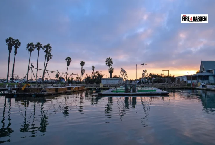 Dispensary Port Hueneme Spotlight on Our Commitment to Quality