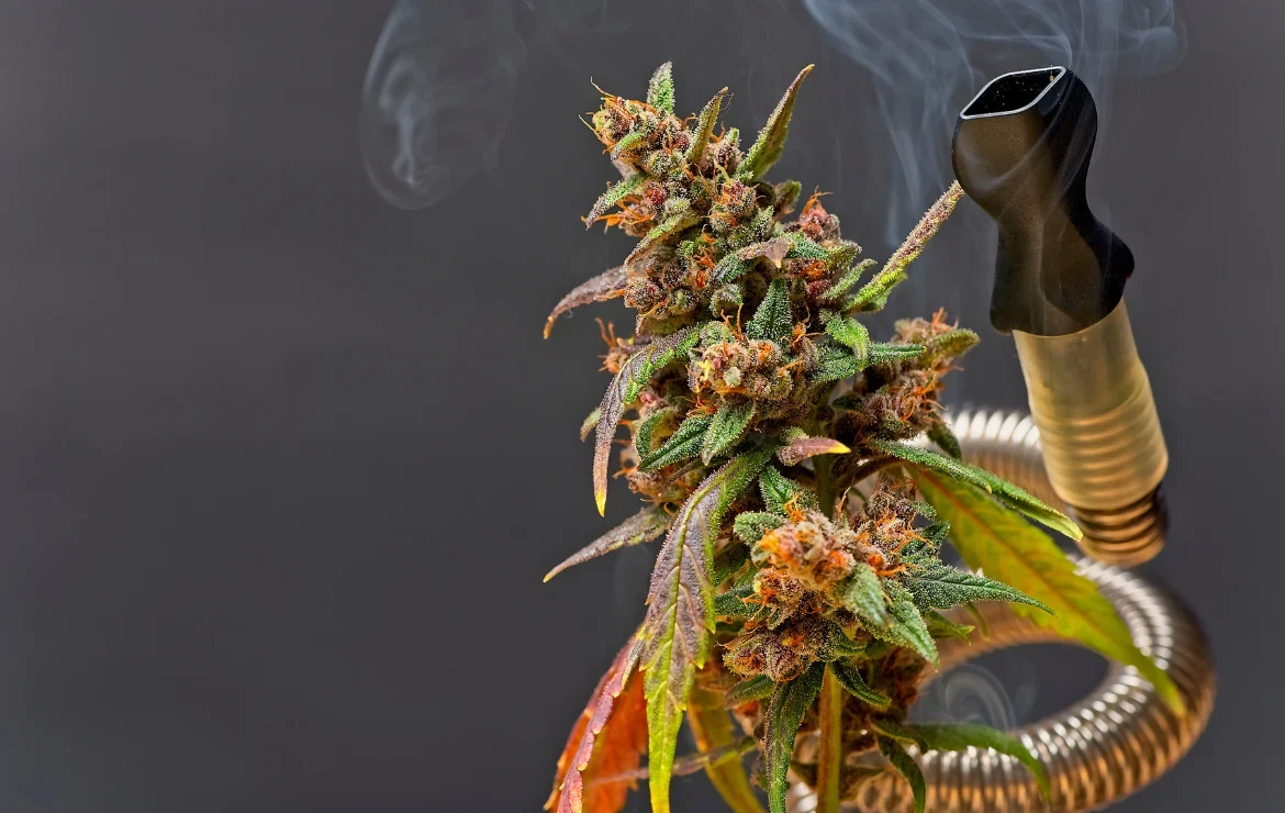 Experience the Best Cannabis Vaporizers with The Fire Garden
