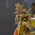 Experience the Best Cannabis Vaporizers with The Fire Garden
