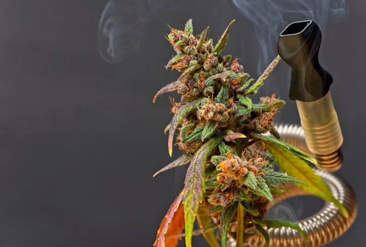 Experience the Best Cannabis Vaporizers with The Fire Garden