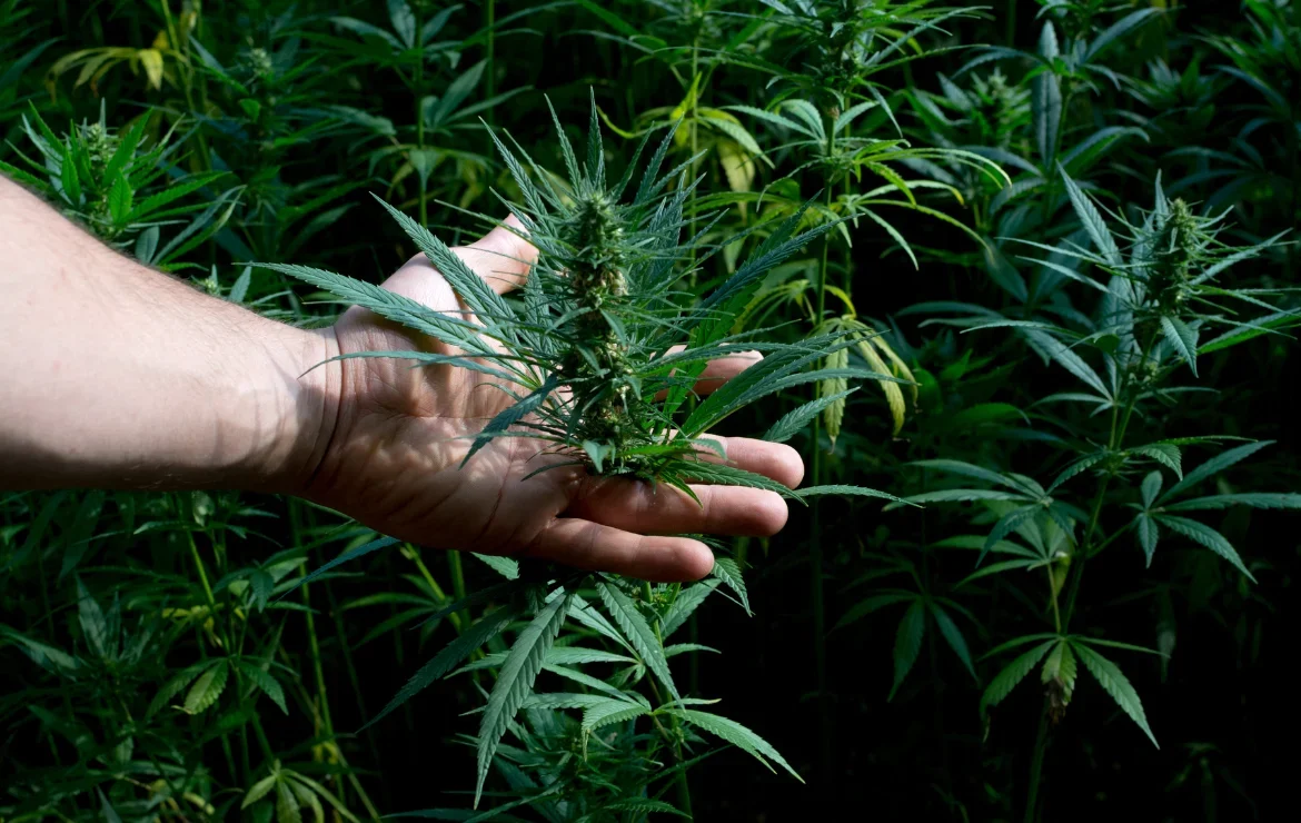 How We Grow Our Premium Organic Cannabis