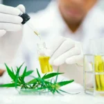 How to Test the CBD Content of Your Weed