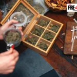 Branding Brilliance: How The Fire Garden is Redefining Cannabis Retail in Oxnard